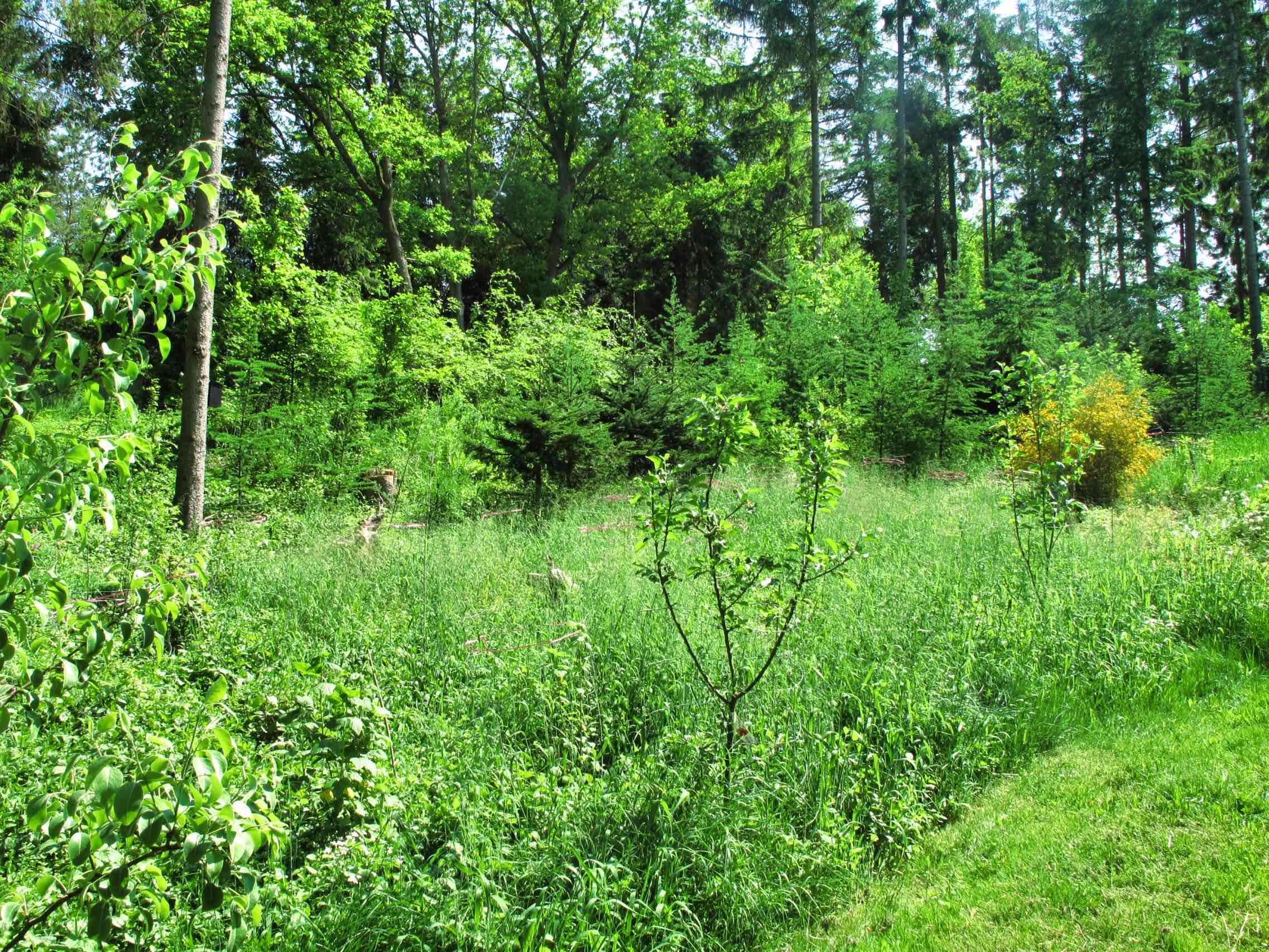 Min kommende nye skov